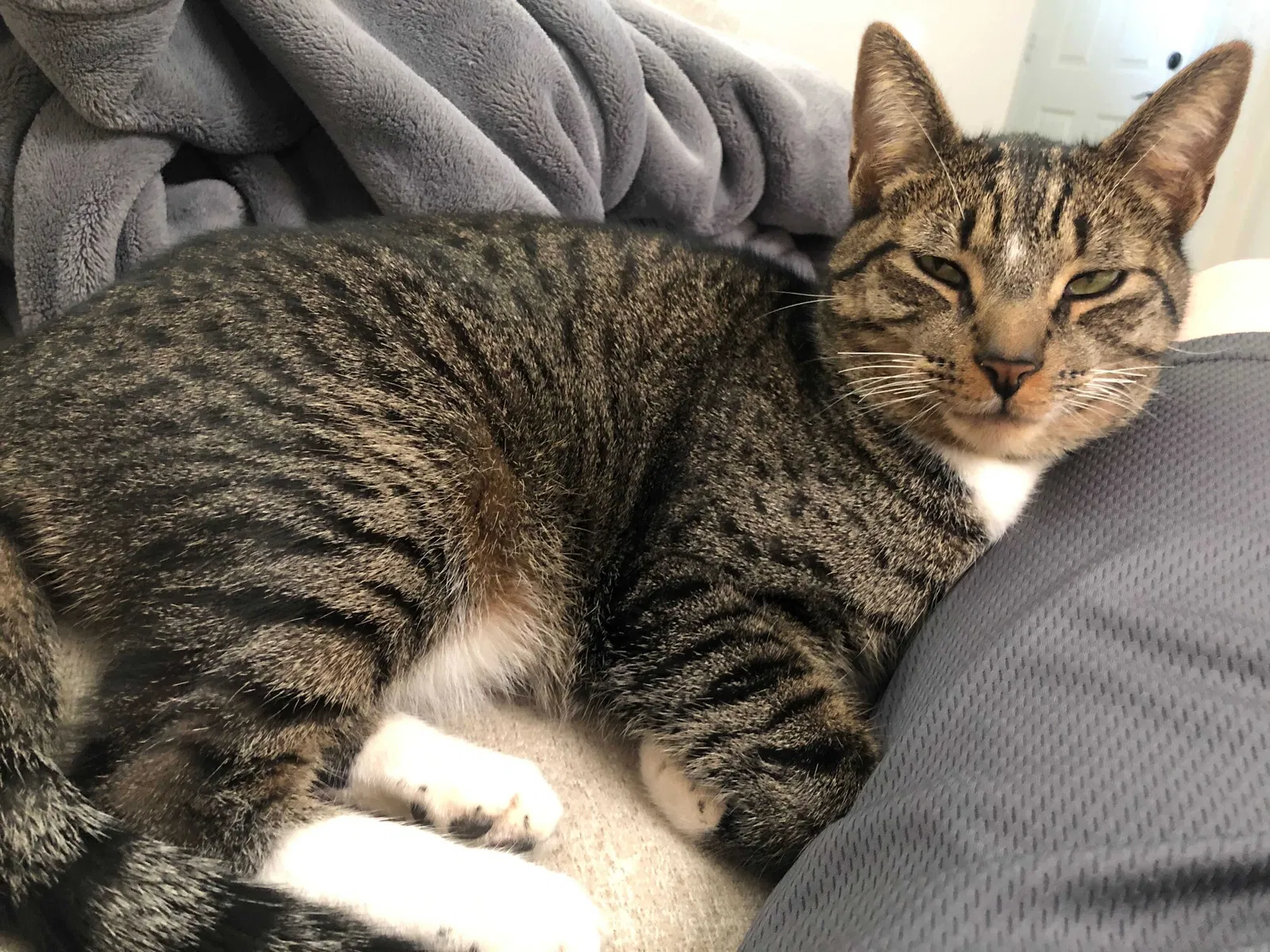 Lost cat in Riverside, CA, 92506