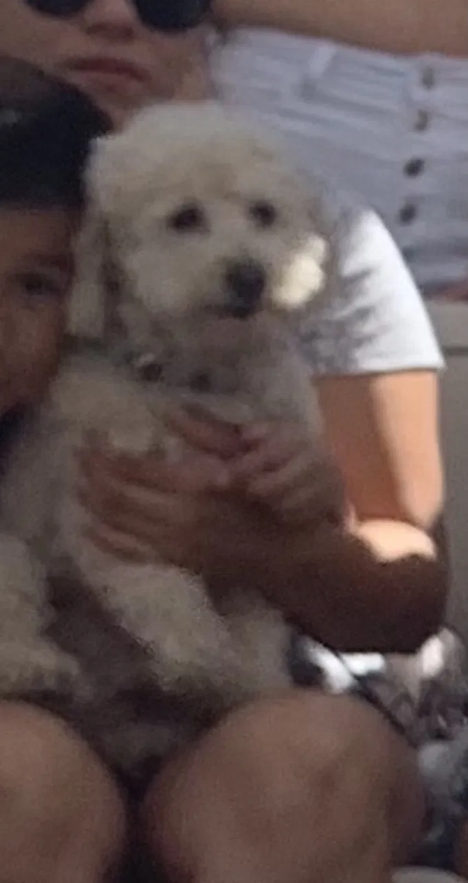 Lost dog in Compton, CA, 90222