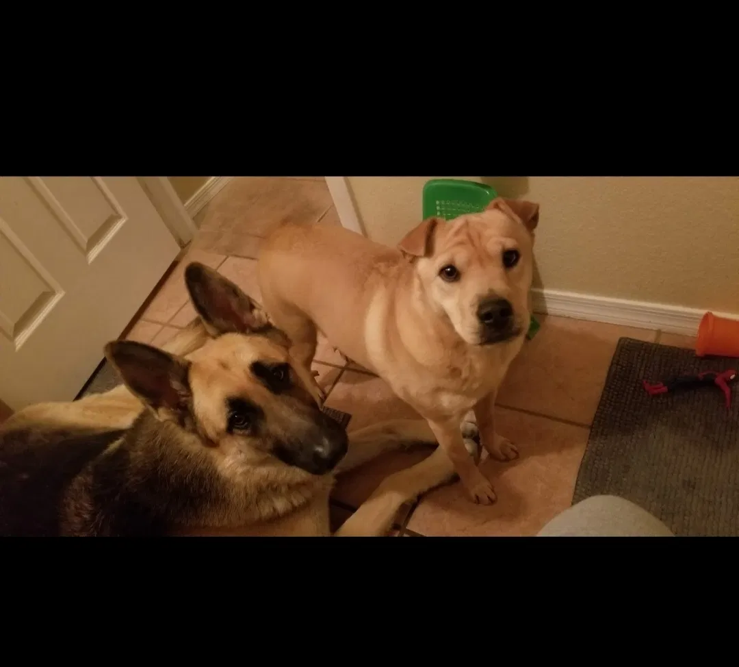 Lost dog in Tucson, AZ, 85714