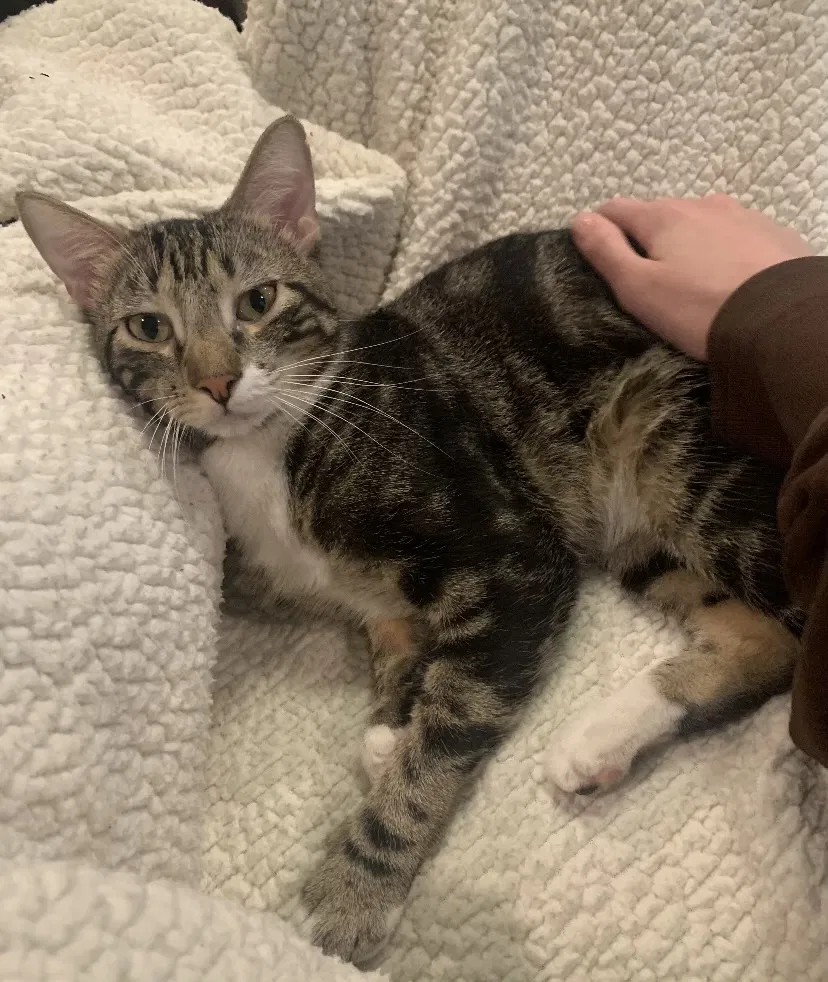 Lost cat in Wichita, KS, 67203