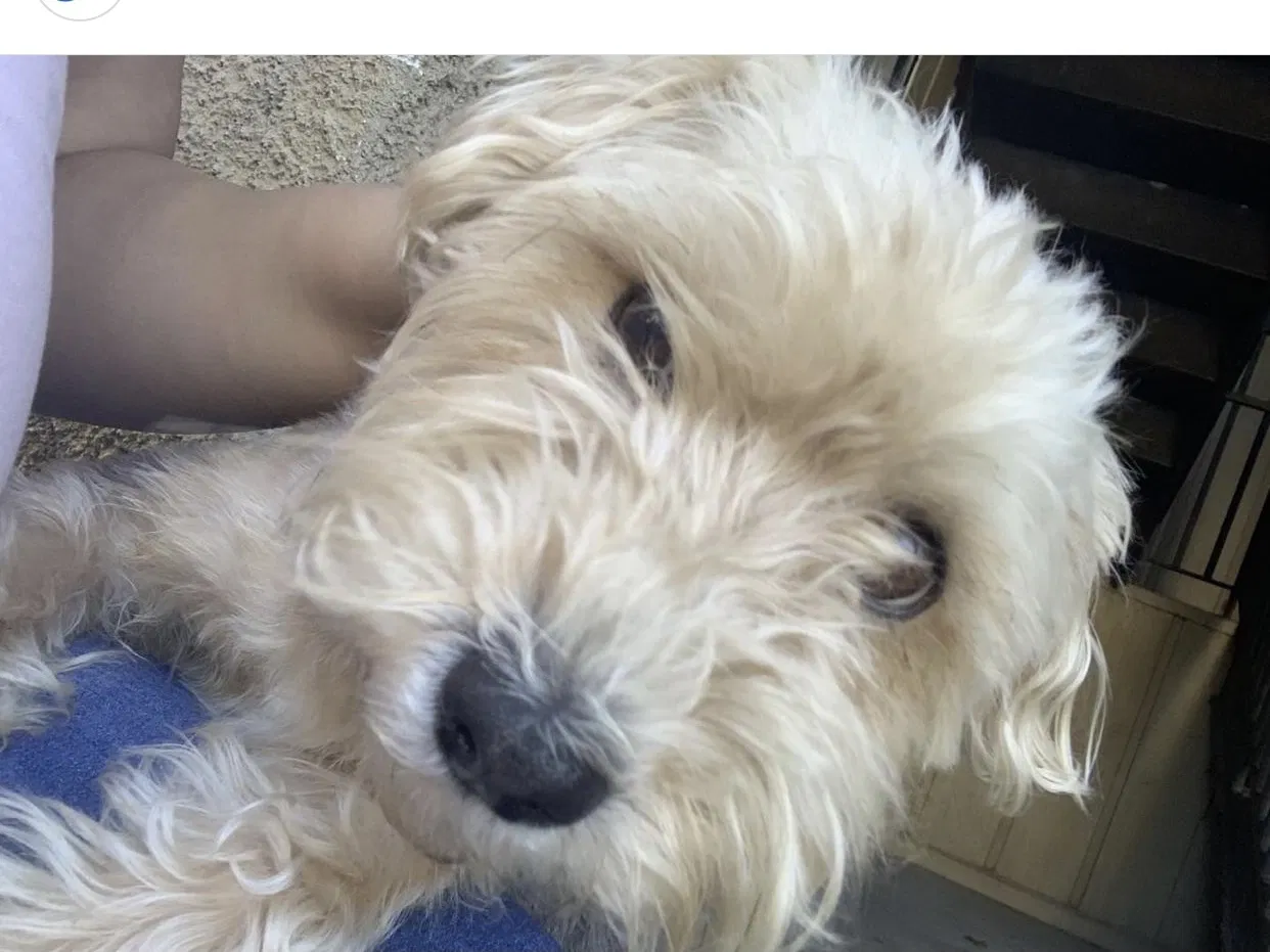 Lost dog in Austell, GA, 30168