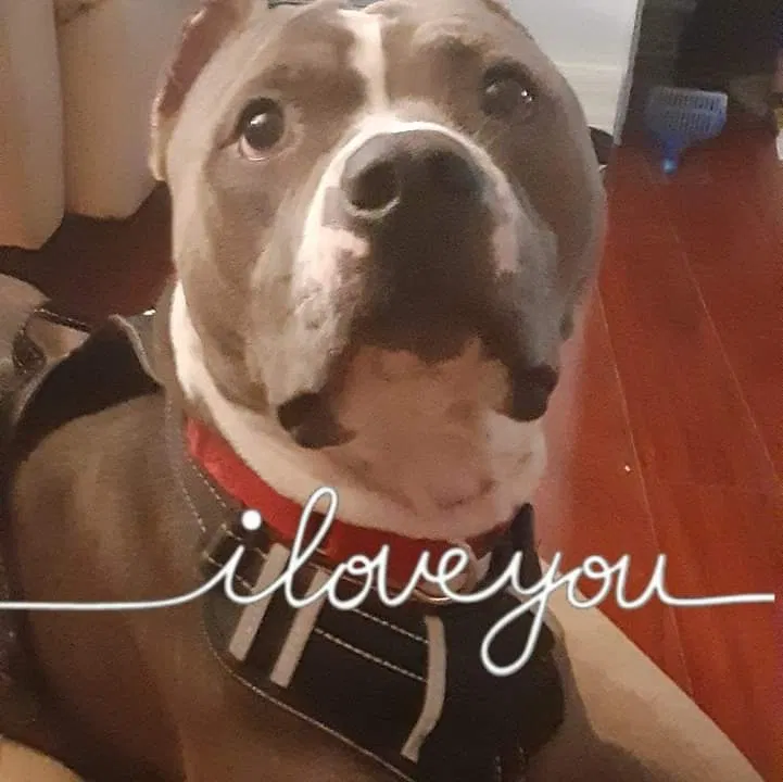 Lost dog in Naples, FL, 34120