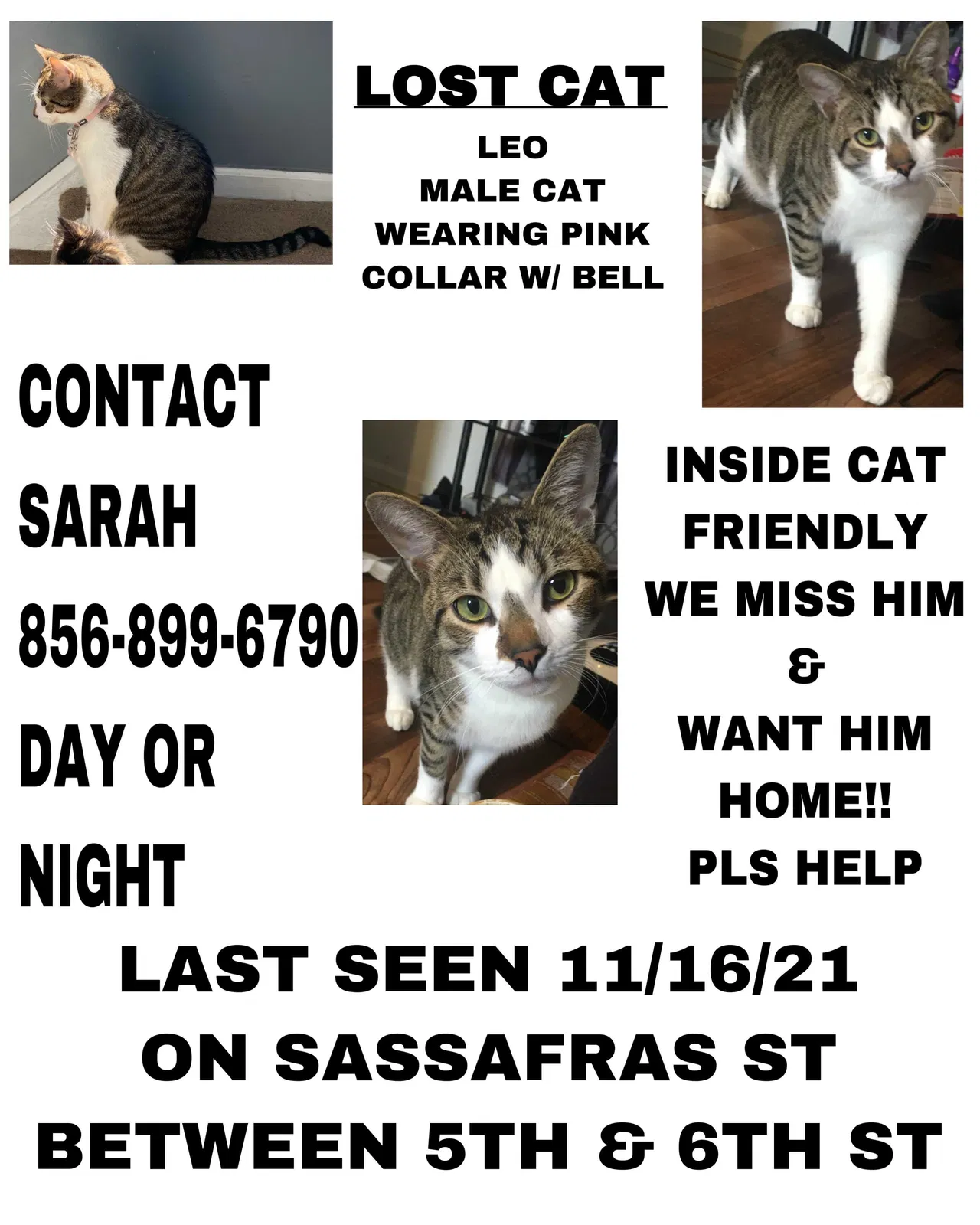 Lost cat in Millville, NJ, 8332