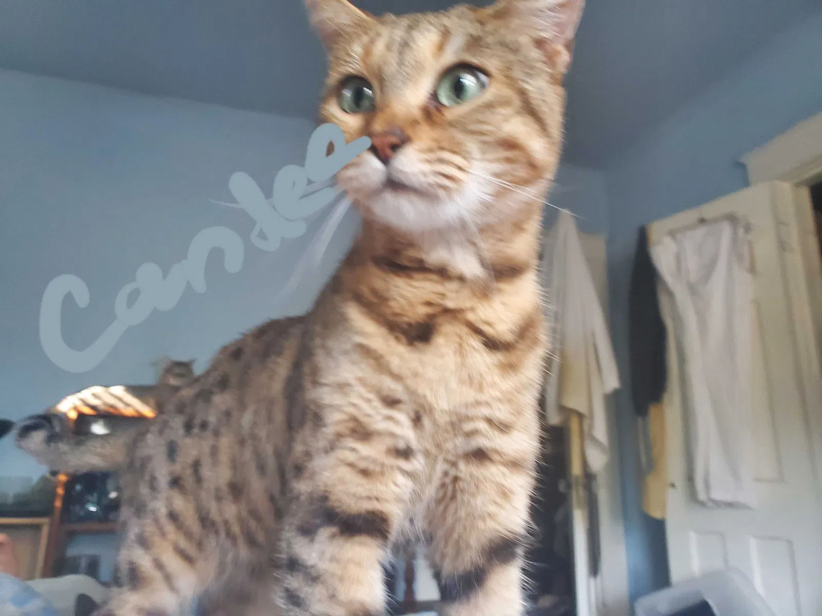 Found cat in Richmond, VA, 23227