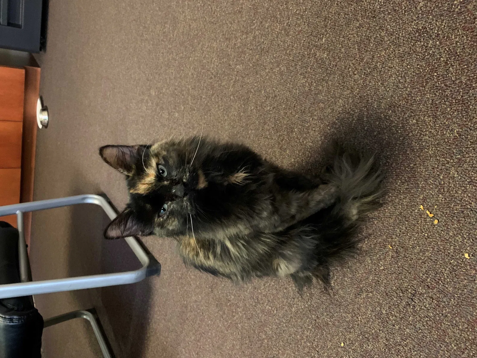 Found cat in Littleton, MA, 1460