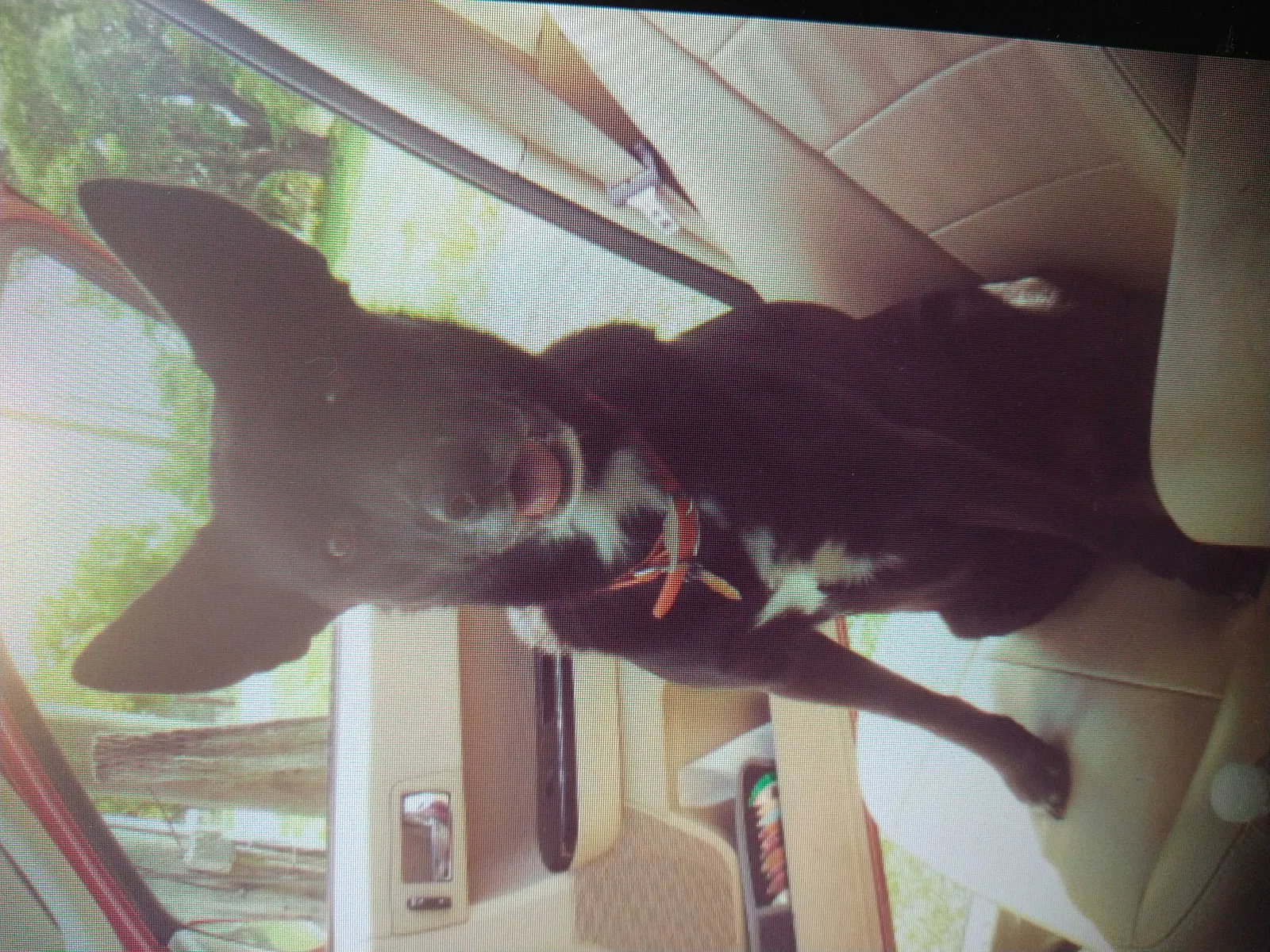Lost dog in Plant City, FL, 33565