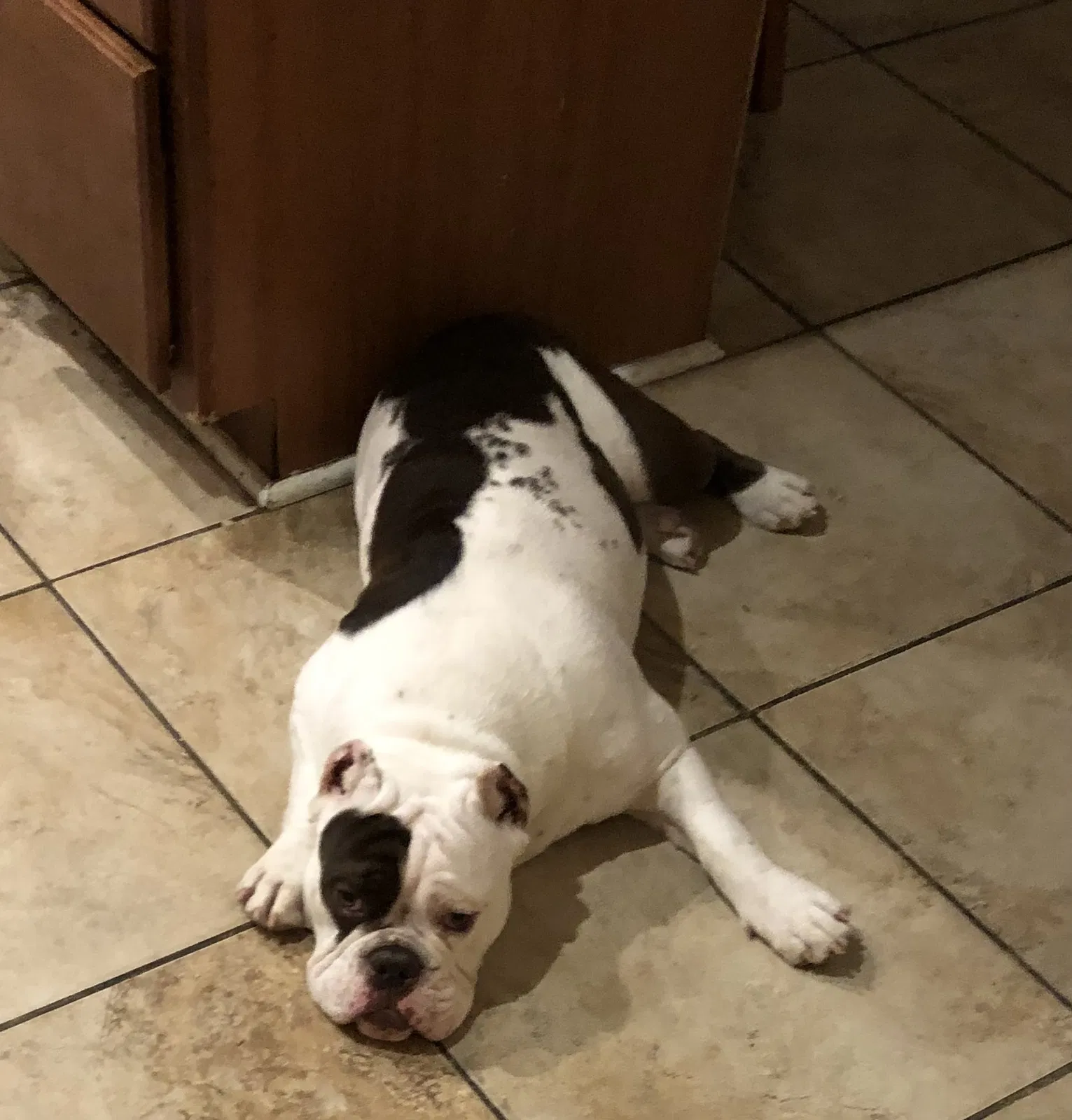 Lost dog in Concord, NC, 28027