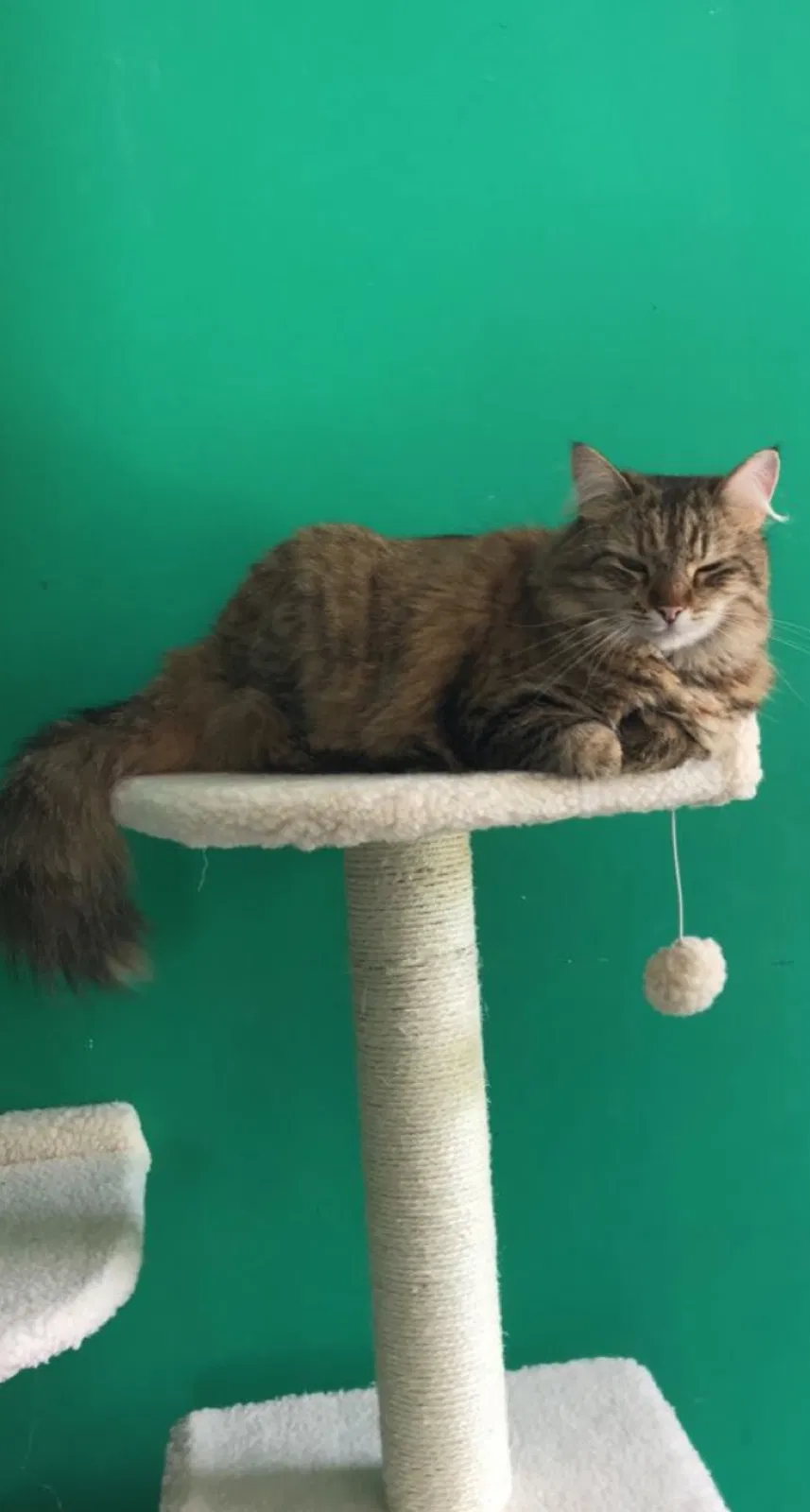 Lost cat in Bradford, RI, 2808