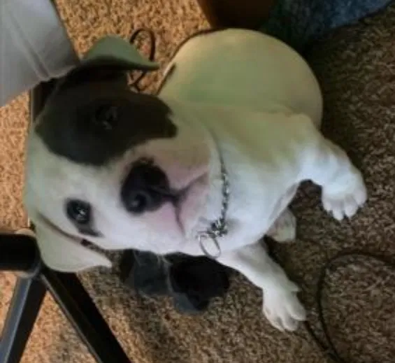 Lost dog in Saint Paul, MN, 55103