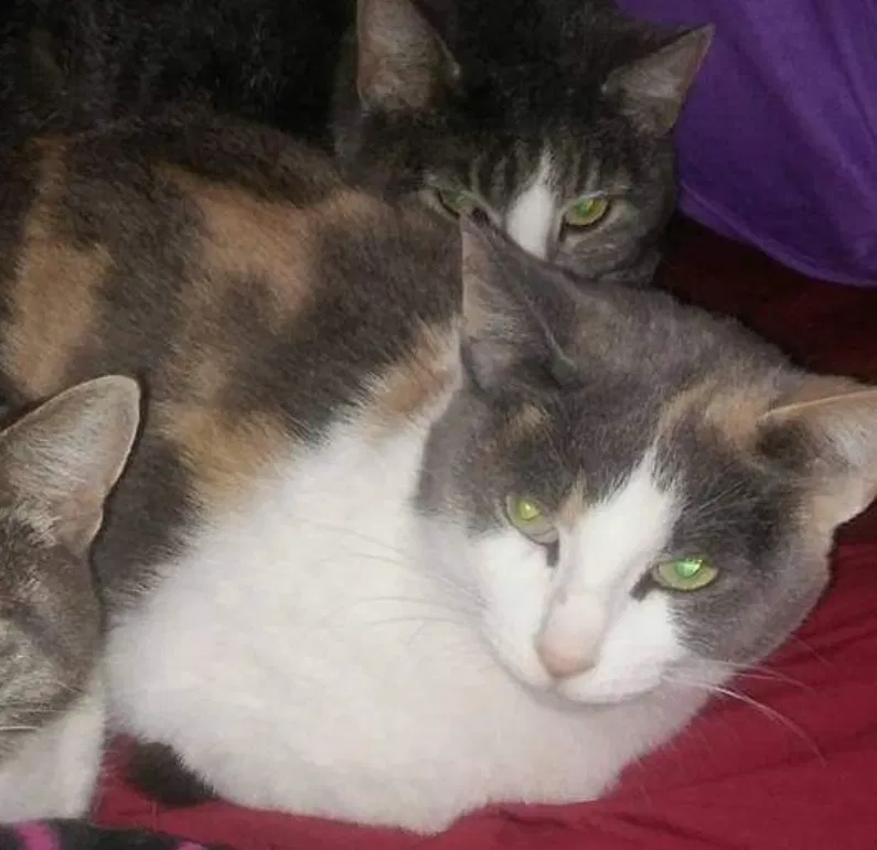Lost cat in Cedar Grove, WI, 53013