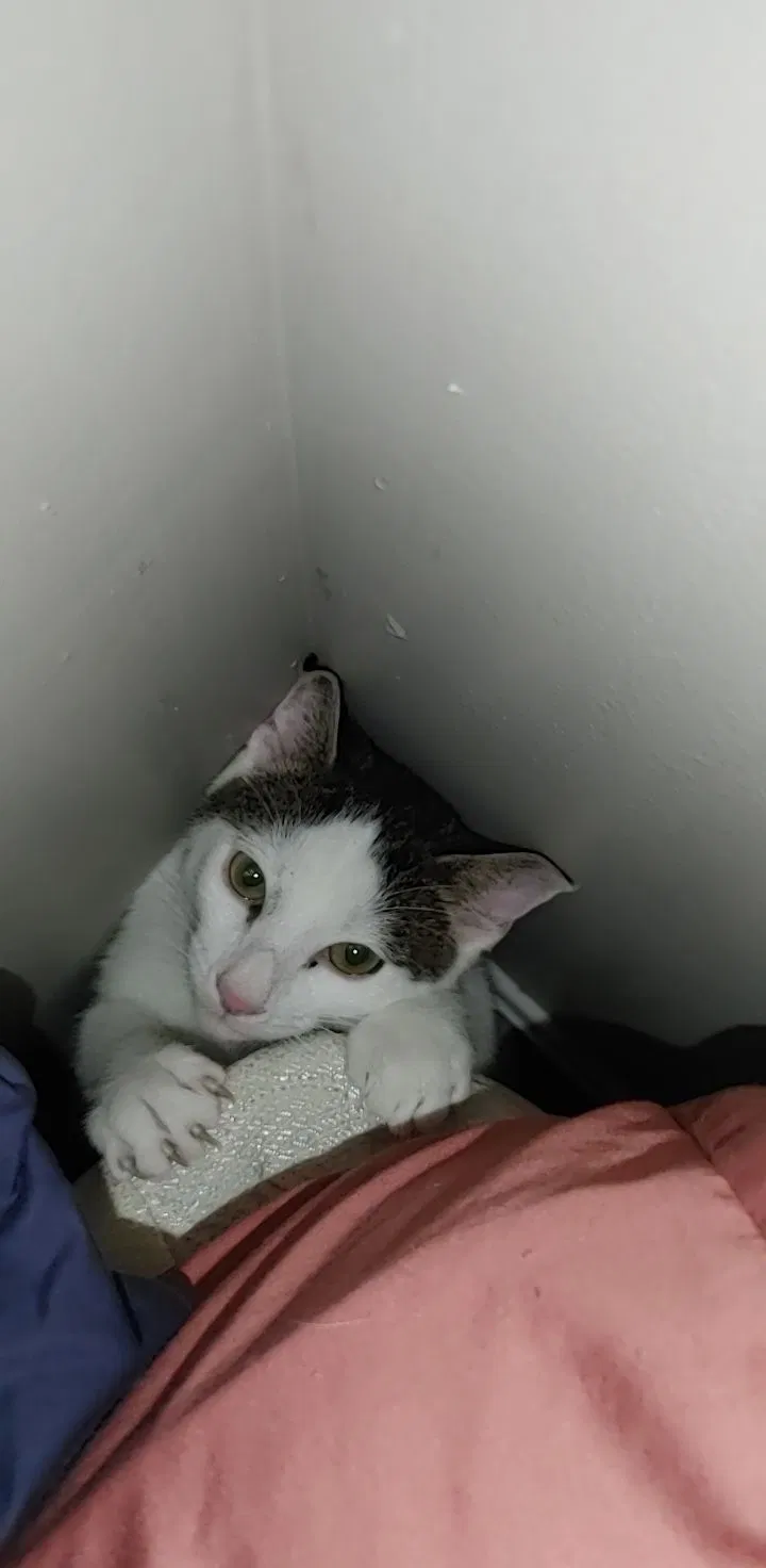Lost cat in New Albany, IN, 47150