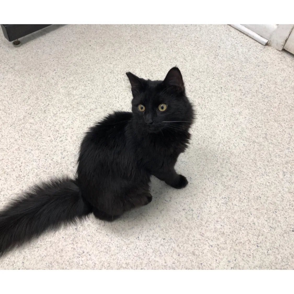Lost cat in Laurel, MD, 20707