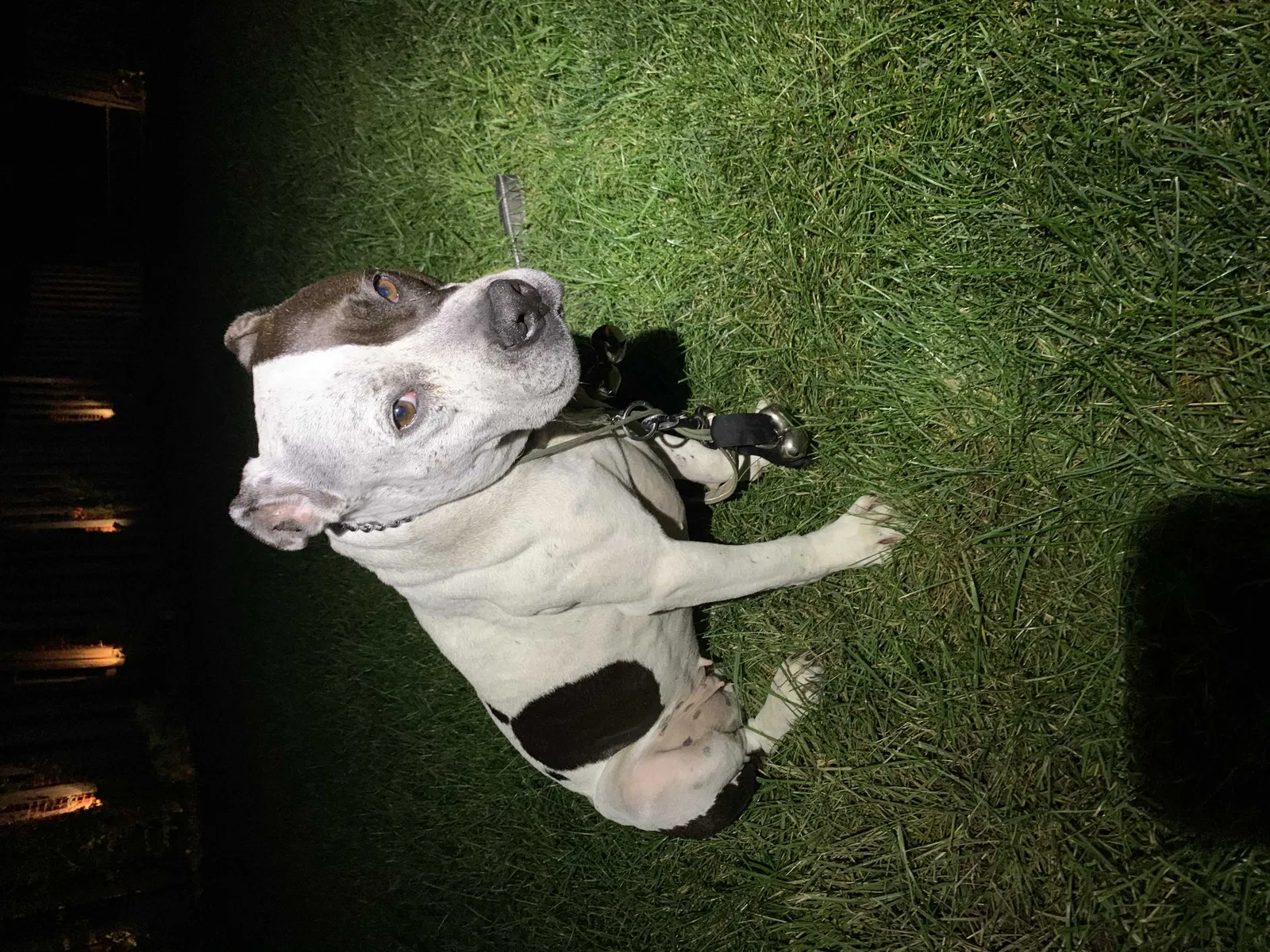 Lost dog in Zionsville, IN, 46077