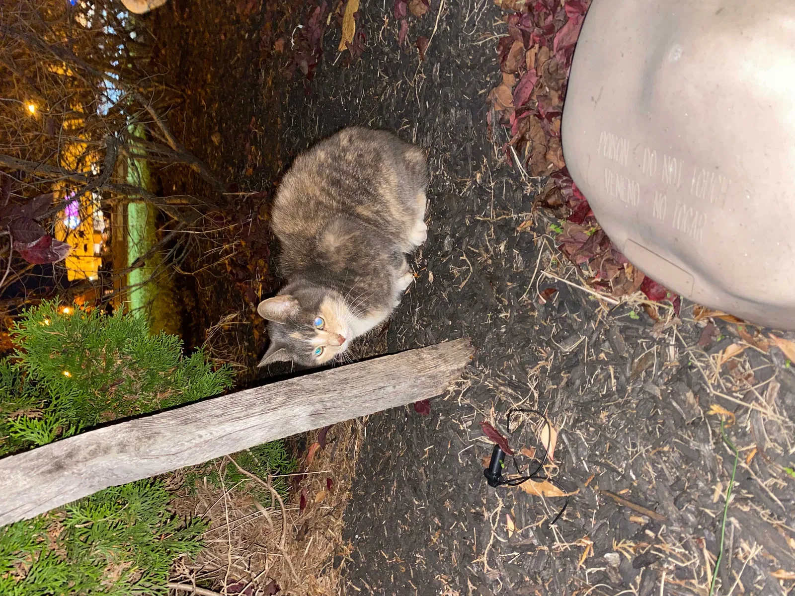 Found cat in Newark, DE, 19702