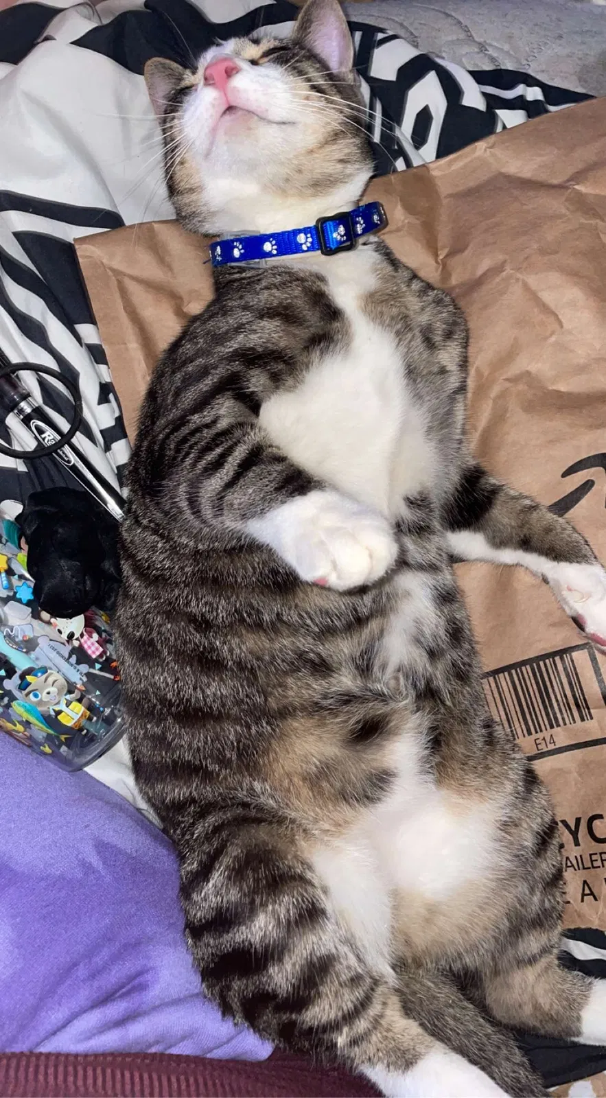 Lost cat in Anderson, SC, 29621