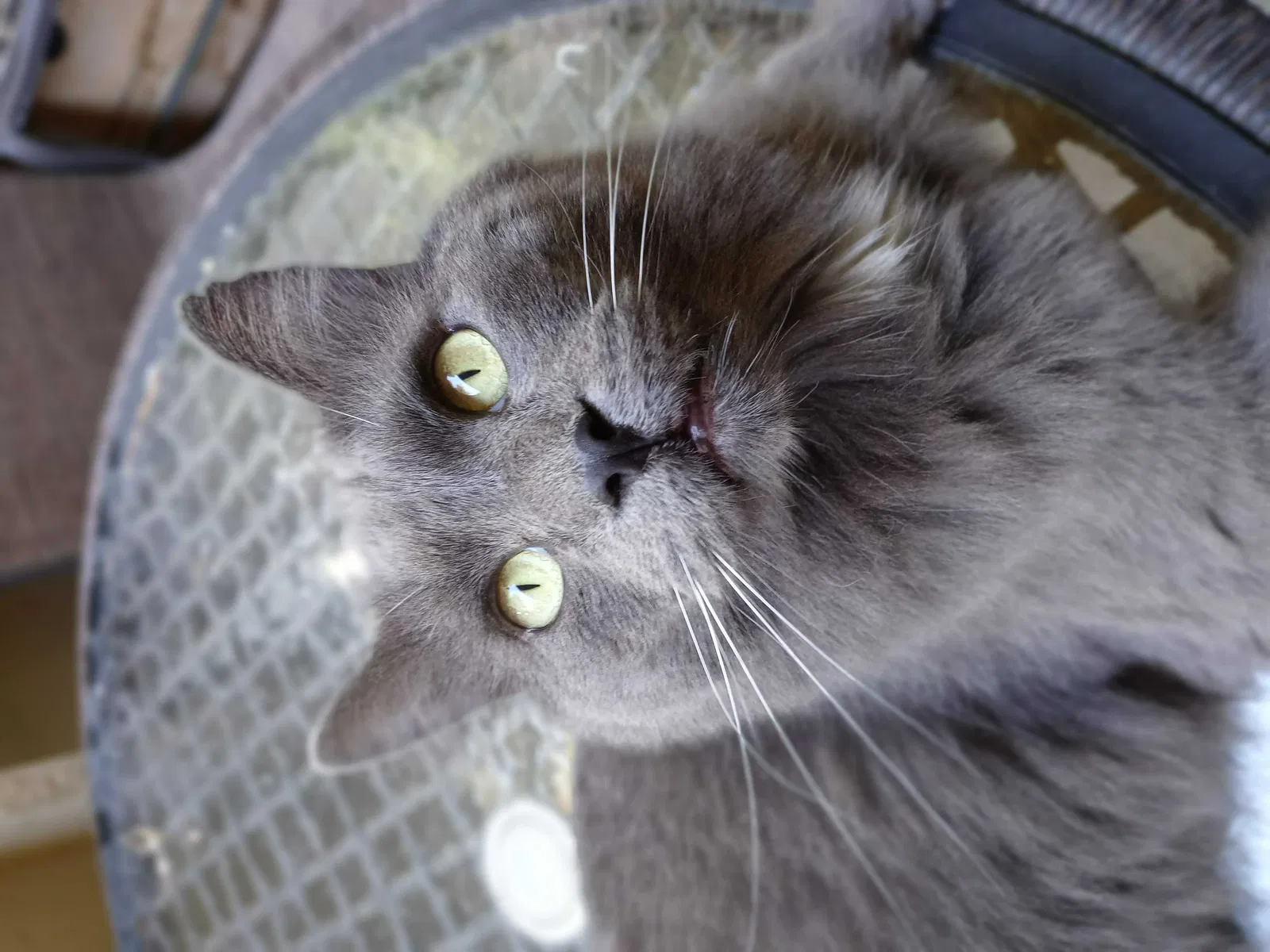 Lost cat in Sacramento, CA, 95825