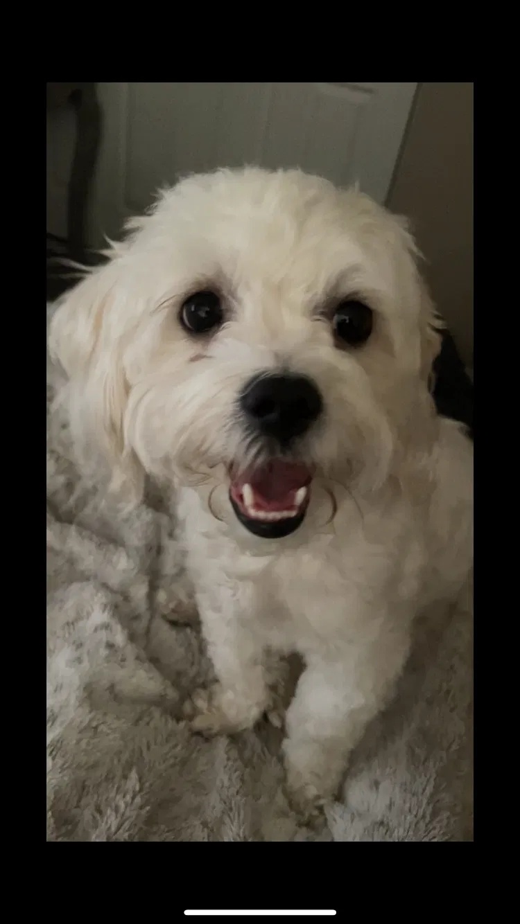 Lost dog in Brentwood, CA, 94513