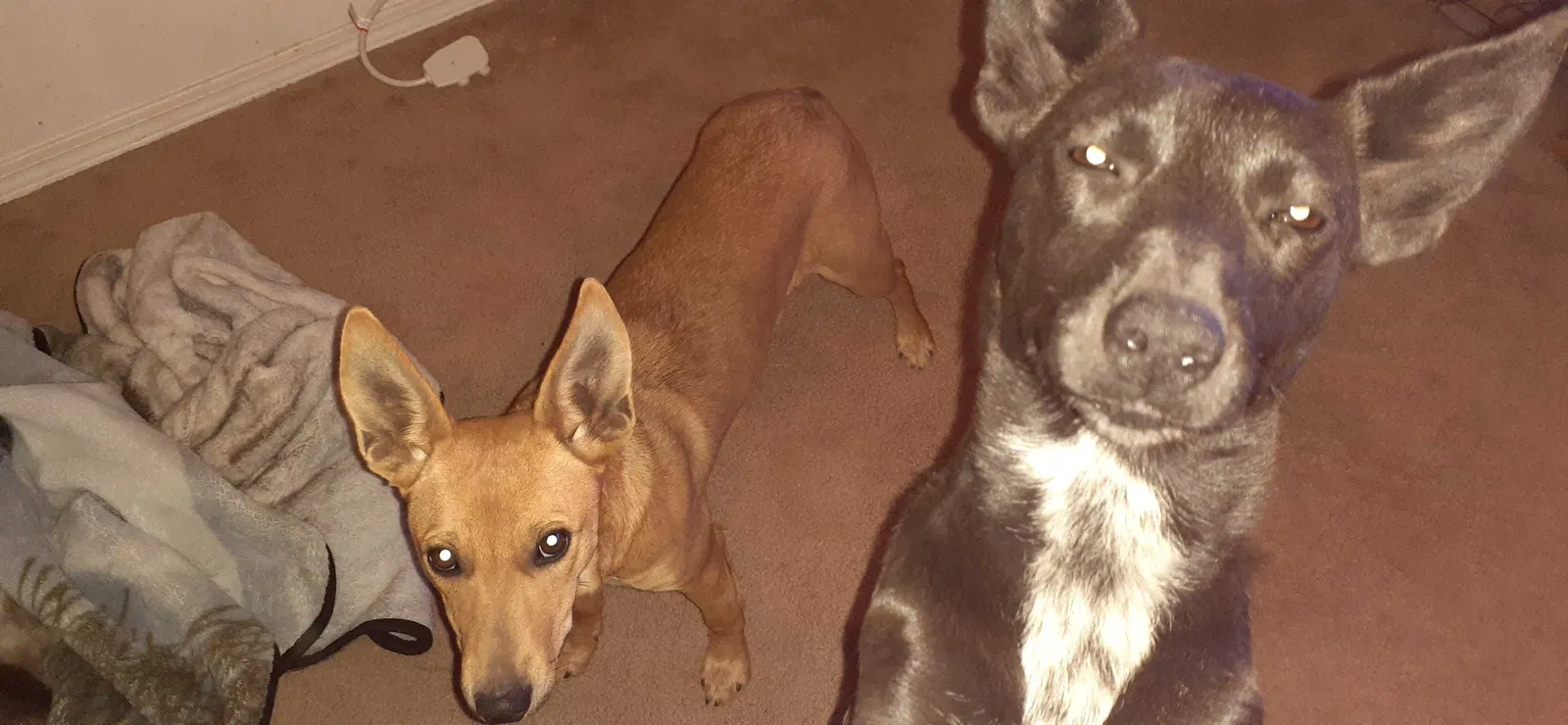 Found dog in Rio Rancho, NM, 87144