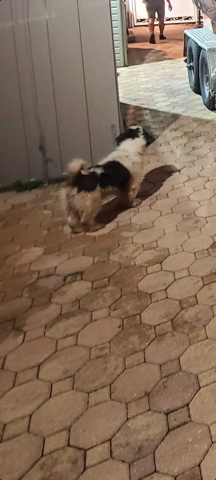 Lost dog in Hialeah, FL, 33018