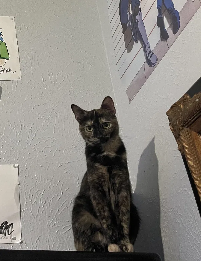 Lost cat in Carrollton, TX, 75006