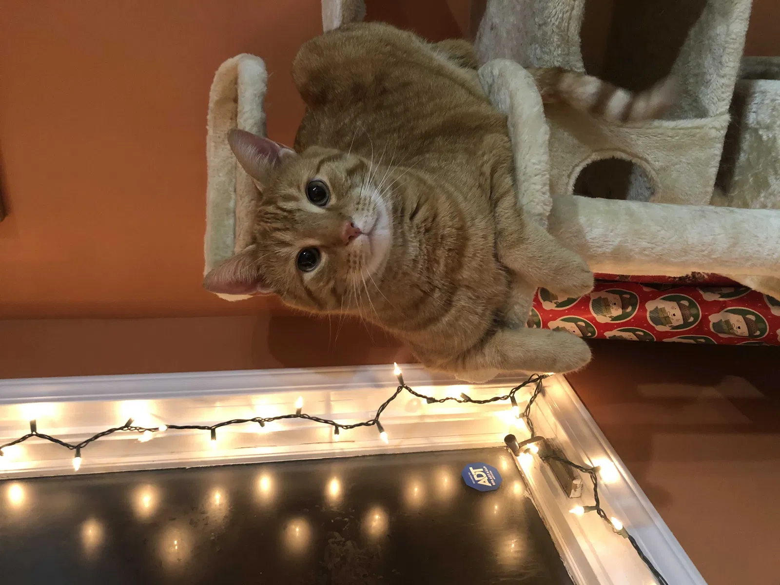 Lost cat in Lansing, MI, 48912