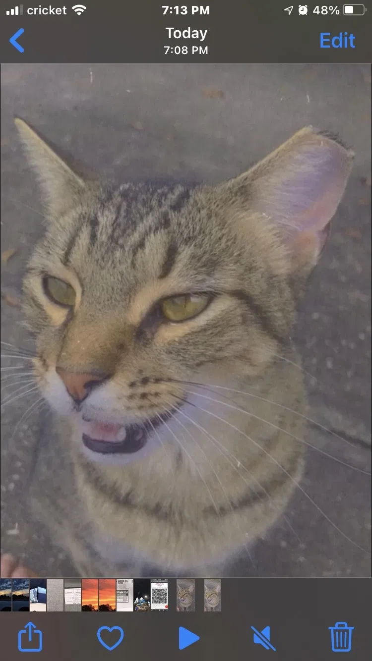 Lost cat in Deltona, FL, 32738