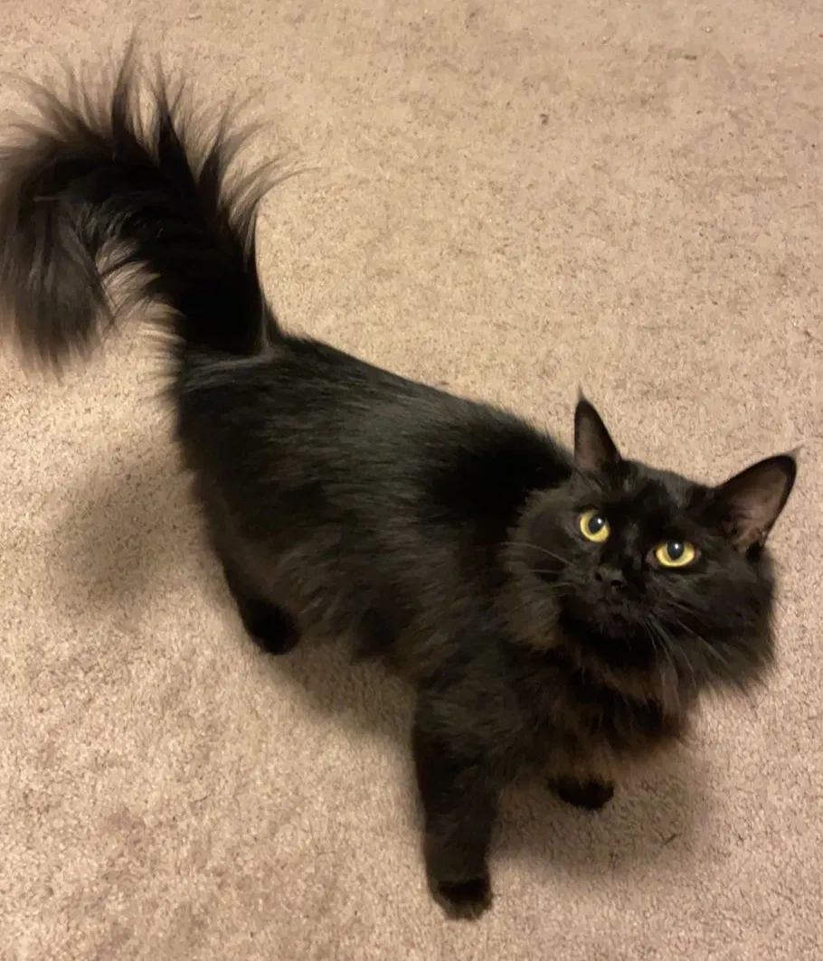 Lost cat in Dalzell, SC, 29040
