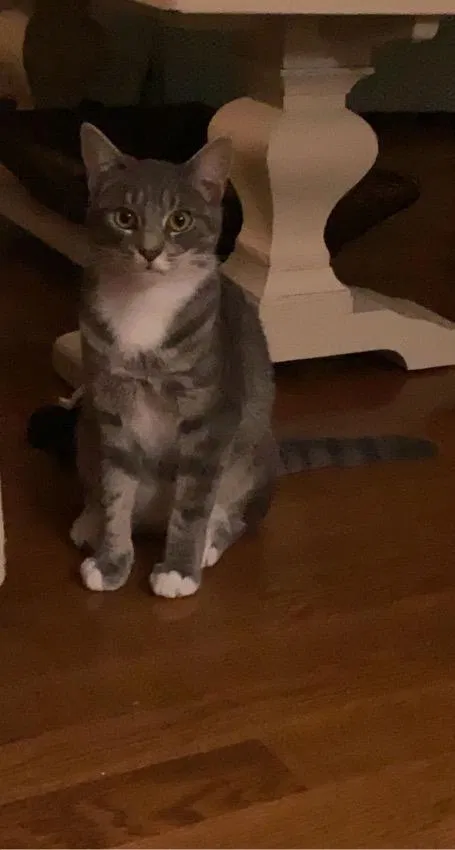 Lost cat in Marietta, GA, 30062