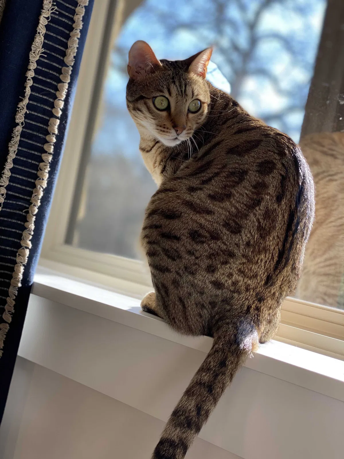 Lost cat in Burleson, TX, 76028