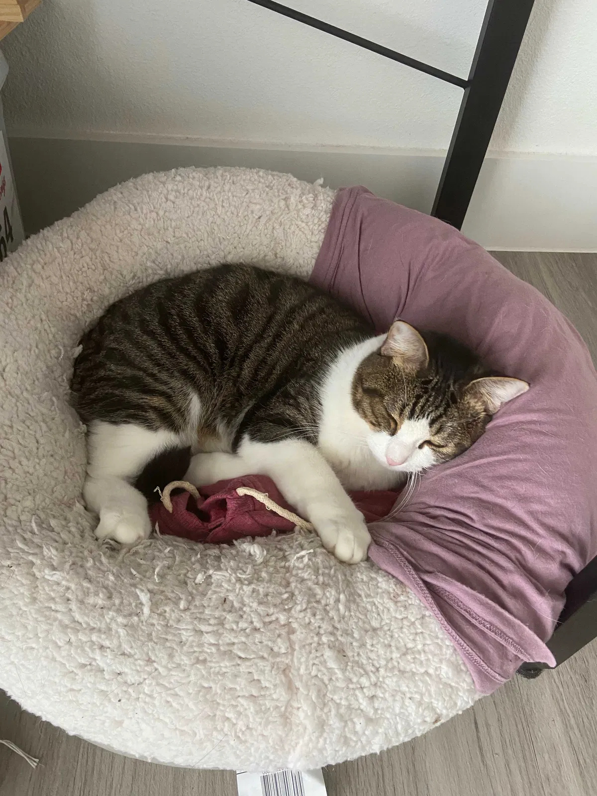 Lost cat in Cedar Park, TX, 78613