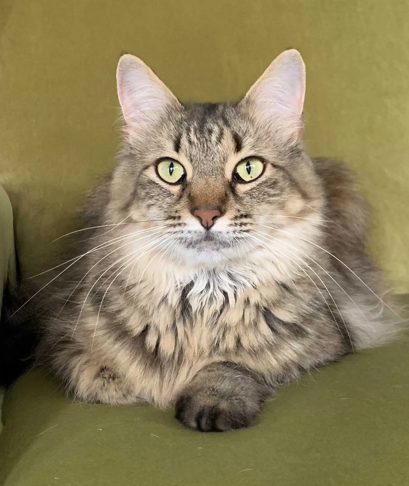 Lost cat in Lafayette, LA, 70501