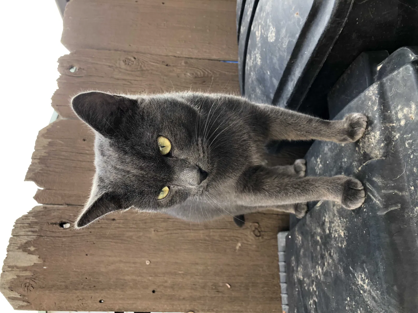 Found cat in Fresno, CA, 93710