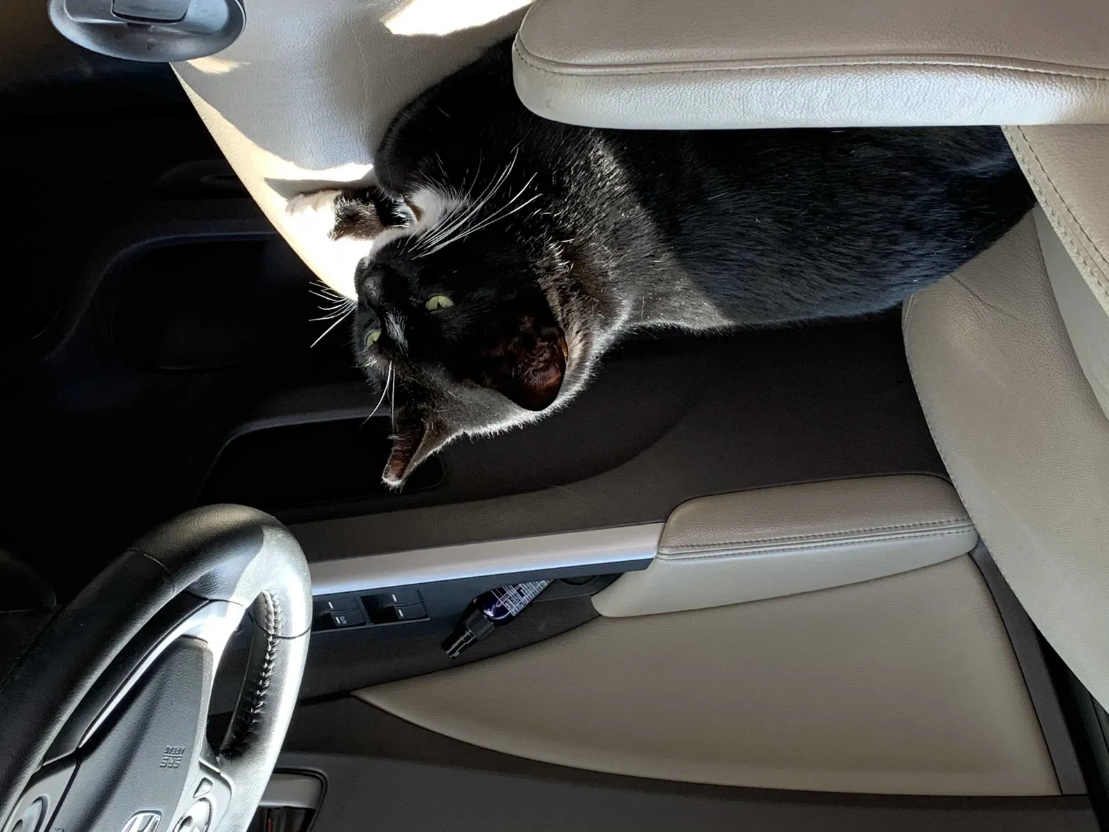 Lost cat in Lutherville Timonium, MD, 21093