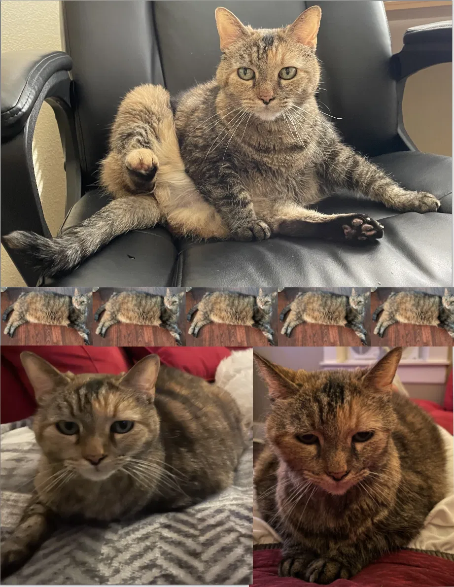 Lost cat in Colorado Springs, CO, 80903