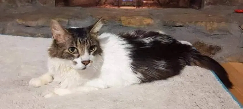 Lost cat in Wildwood, FL, 34785