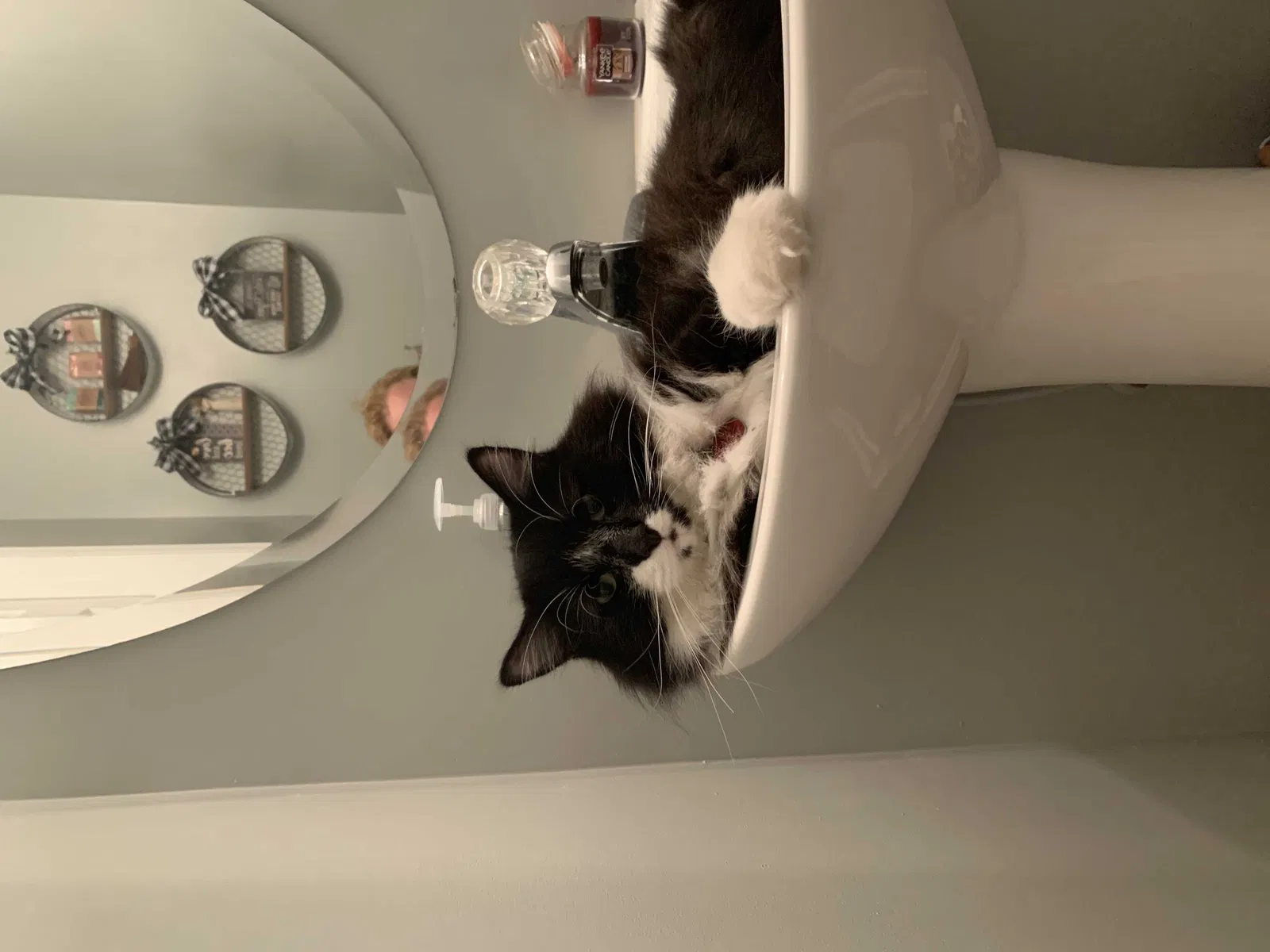 Lost cat in Lillington, NC, 27546