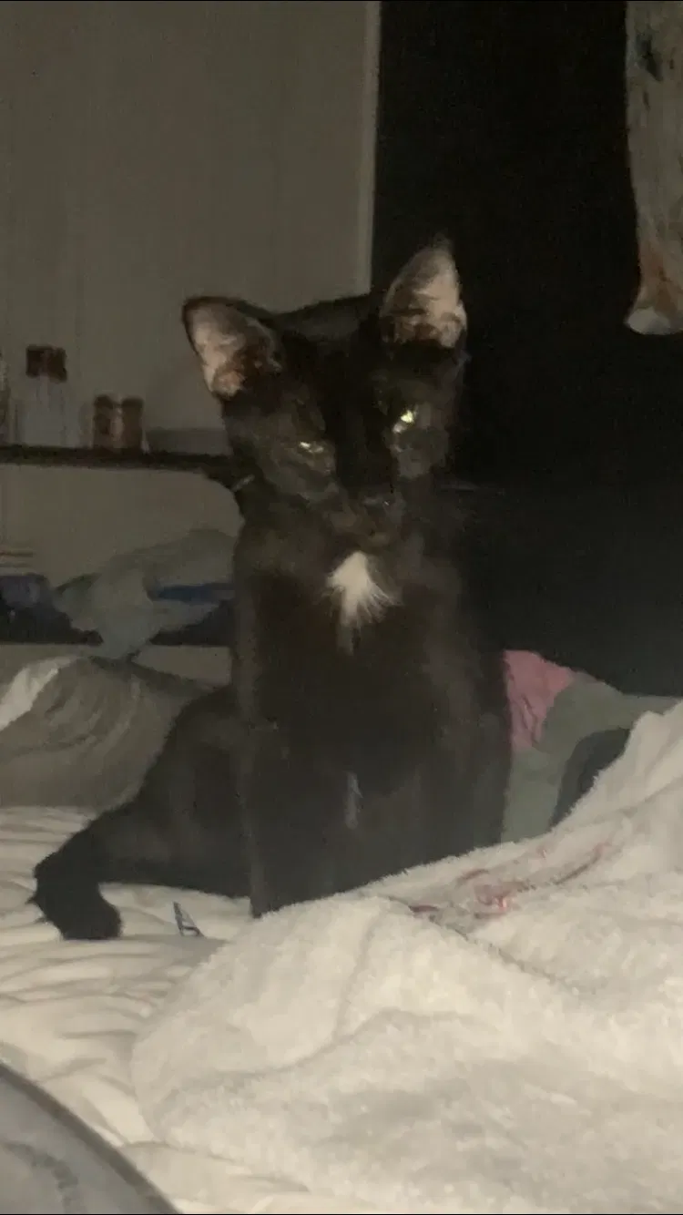 Lost cat in Belton, TX, 76513