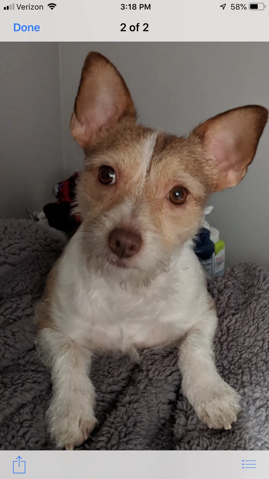 Lost dog in North Las Vegas, NV, 89084