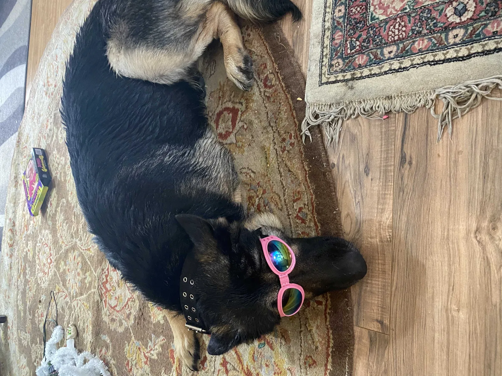 Lost dog in Clemmons, NC, 27012