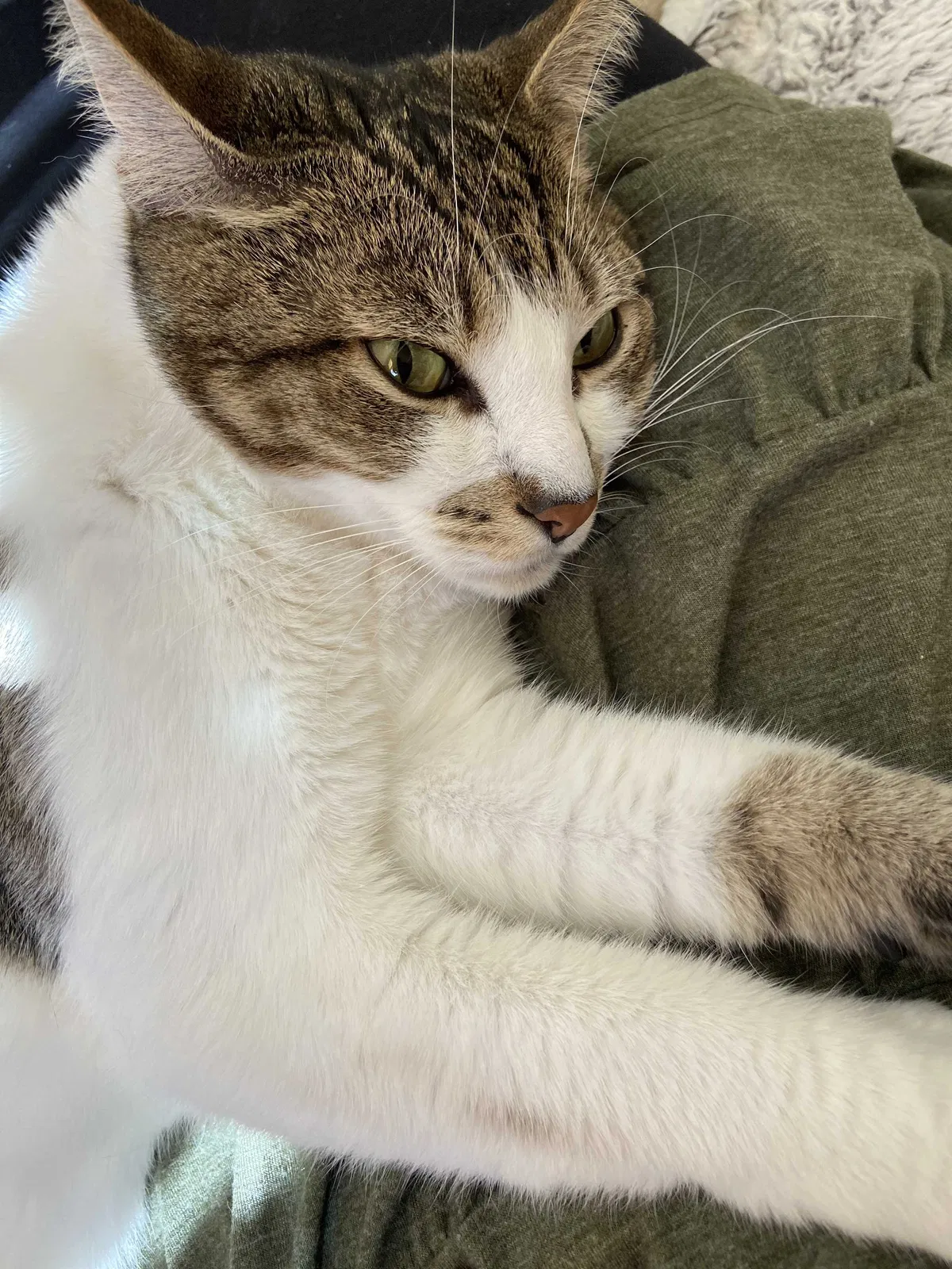Lost cat in Three Rivers, CA, 93271