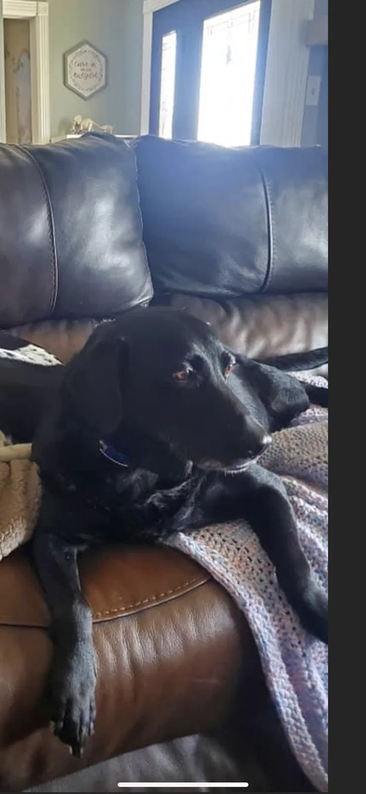 Lost dog in Haubstadt, IN, 47639