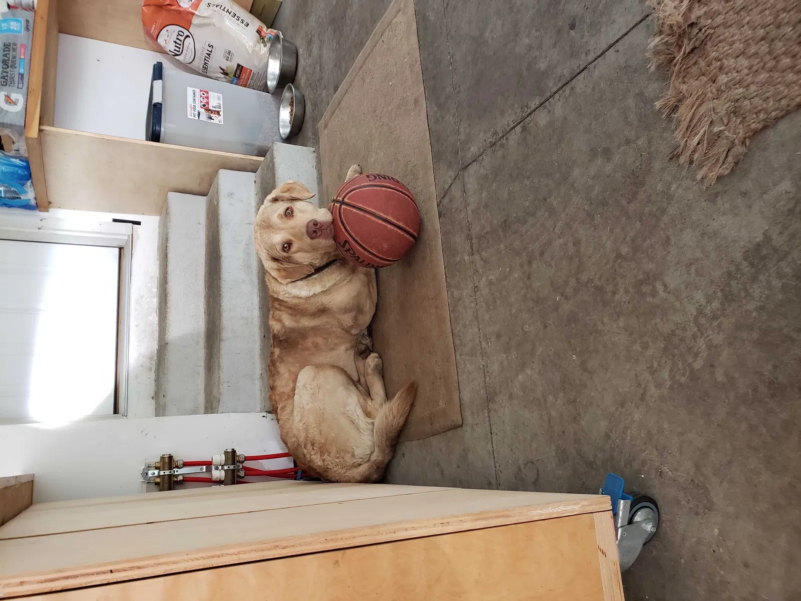 Lost dog in Saint Paul, MN, 55112
