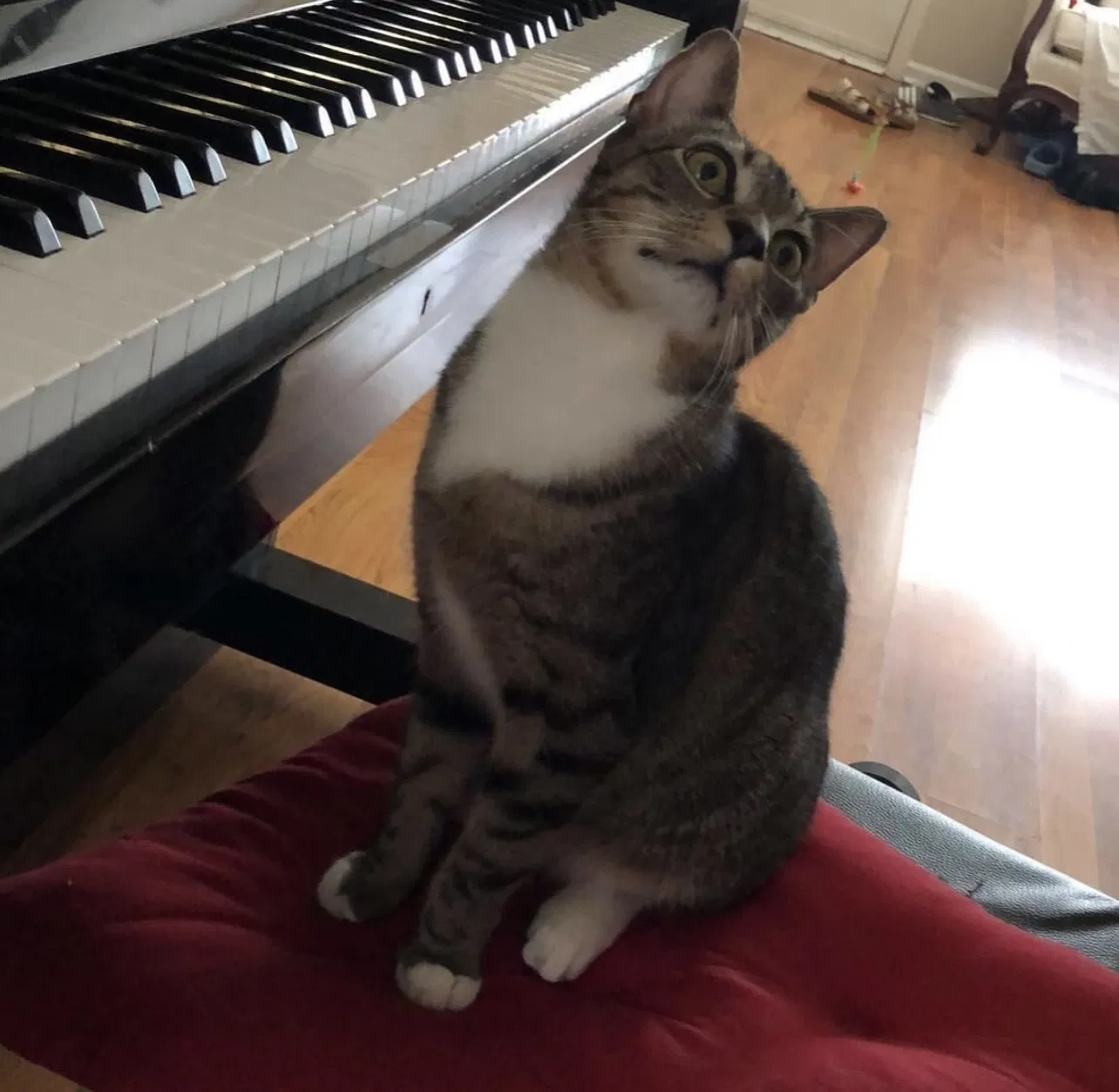 Lost cat in Virginia Beach, VA, 23453