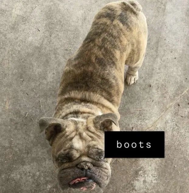 Lost dog in Venice, FL, 34293