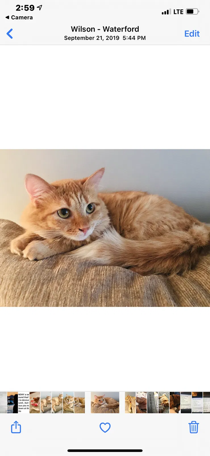 Lost cat in Wilson, NC, 27896