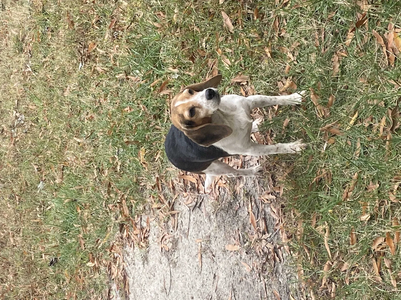 Lost dog in Virginia Beach, VA, 23456