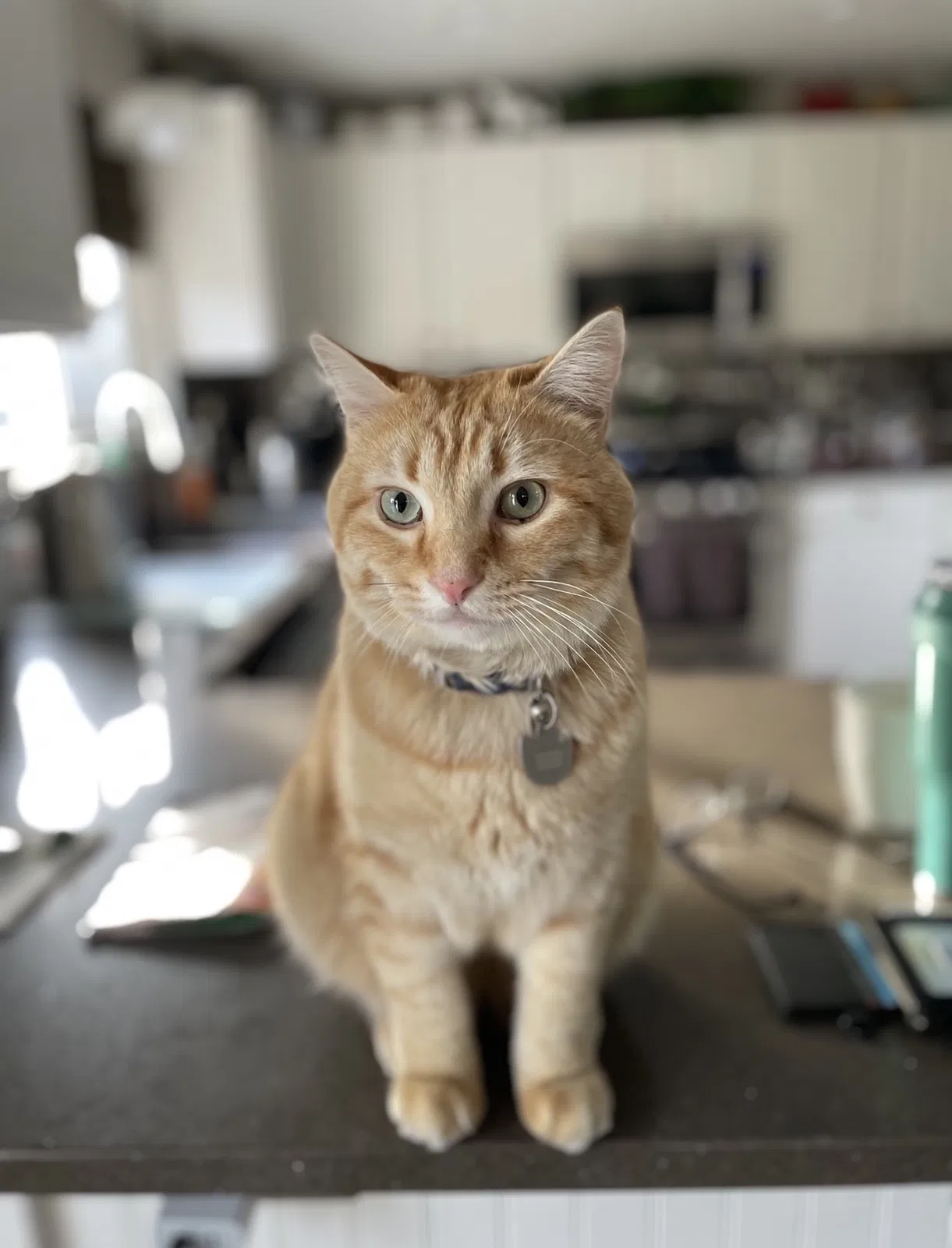Lost cat in Denver, CO, 80227