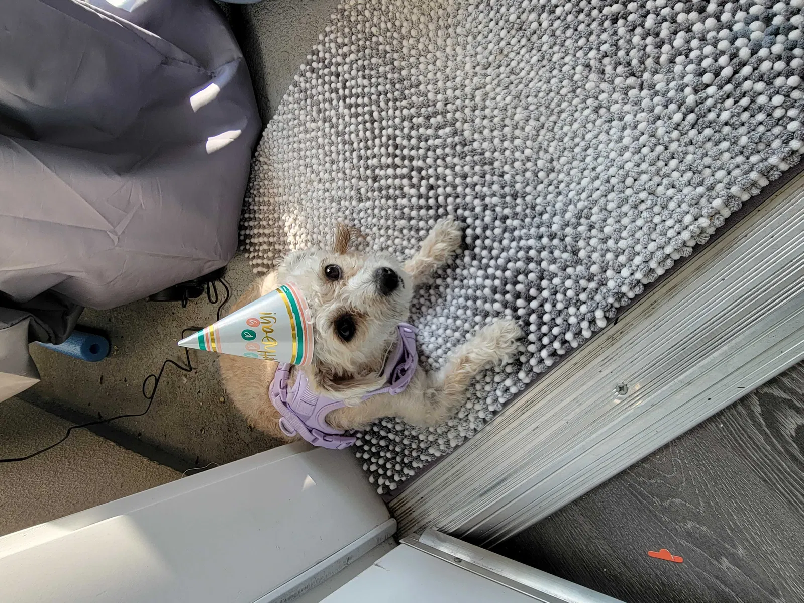 Lost dog in Glendale, CA, 91204