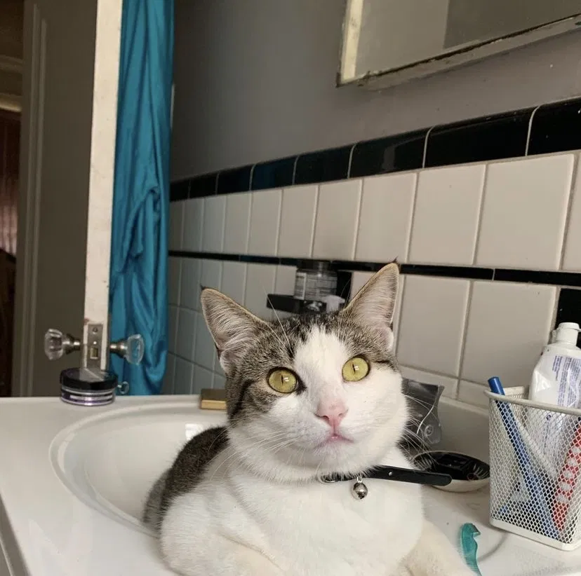 Lost cat in Detroit, MI, 48202