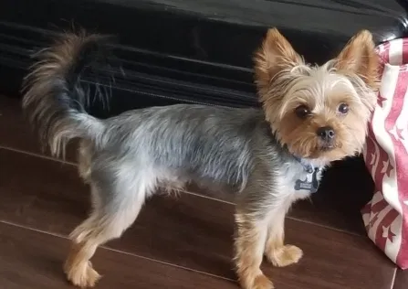 Lost dog in Cypress, TX, 77433